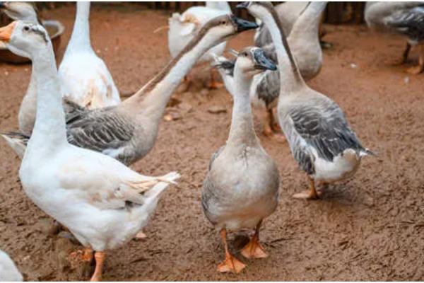 鹅可以吃什么,主要吃草类、植物性饲料等