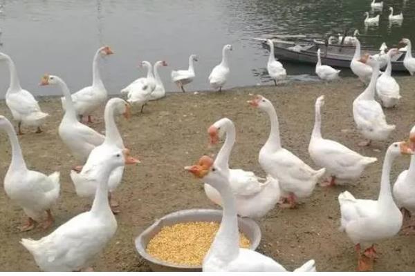 鹅可以吃什么,主要吃草类、植物性饲料等