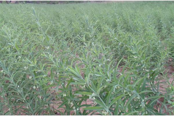 一株黄精三年产几斤，大概有0.3到0.5斤