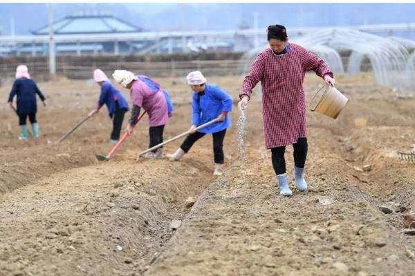 一株黄精三年产几斤，大概有0.3到0.5斤