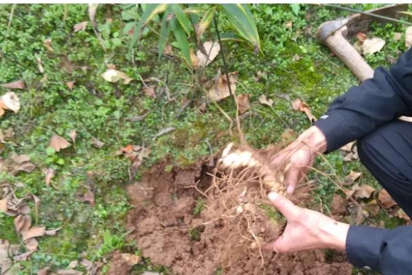 一株黄精三年产几斤，大概有0.3到0.5斤