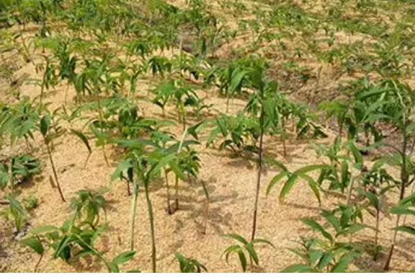 一株黄精三年产几斤，大概有0.3到0.5斤