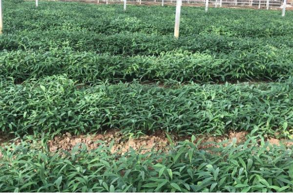 一株黄精三年产几斤，大概有0.3到0.5斤