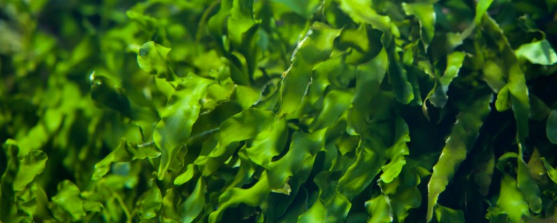 海藻是哪种植物，是海带、石花菜等海洋藻类的总称