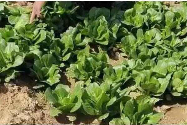 小青菜的种植技术，2-3片真叶时进行次间苗