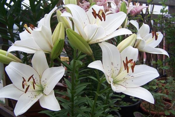 百合花的香气有毒吗，香味无毒但可能会让人感到不适