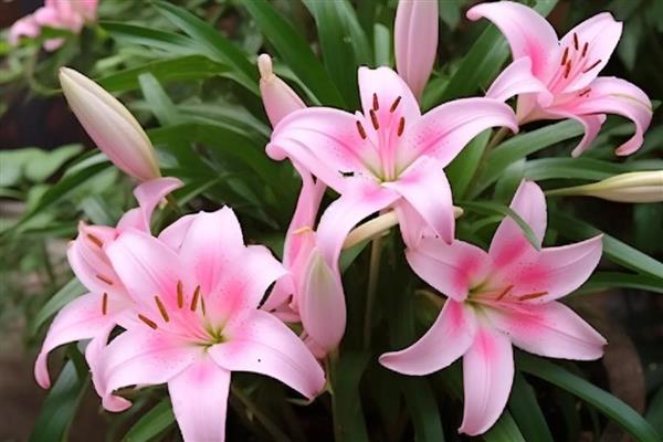 百合花的香气有毒吗，香味无毒但可能会让人感到不适