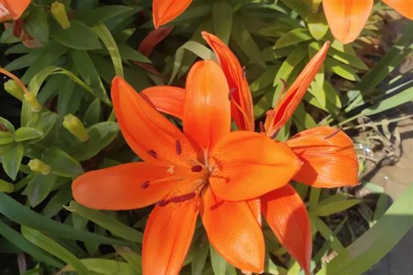 百合花的香气有毒吗，香味无毒但可能会让人感到不适