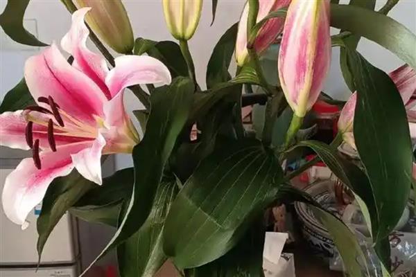 百合花的香气有毒吗，香味无毒但可能会让人感到不适