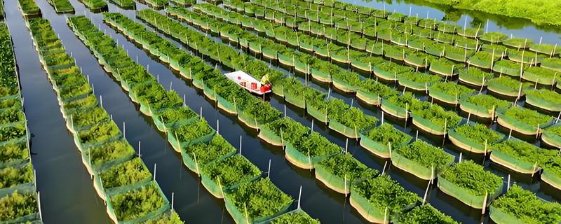 秋季黄鳝养殖管理要点，要保持优质的饵料投喂