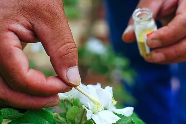 人工授粉有什么意义，能提高植物的授粉成功率