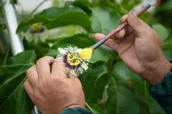 人工授粉有什么意义，能提高植物的授粉成功率