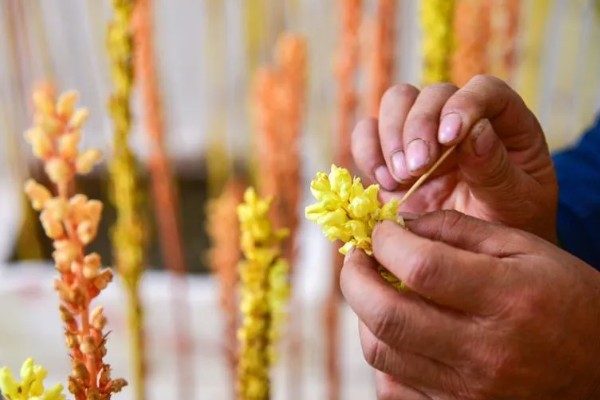 人工授粉有什么意义，能提高植物的授粉成功率