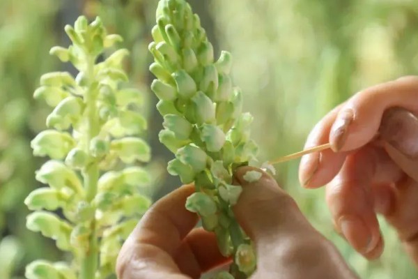 人工授粉有什么意义，能提高植物的授粉成功率