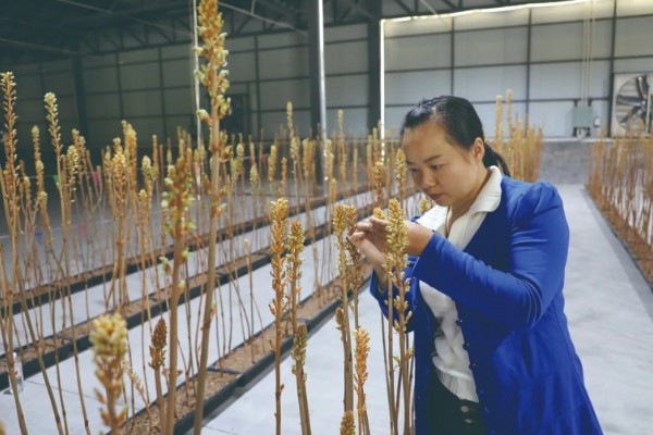 人工授粉有什么意义，能提高植物的授粉成功率