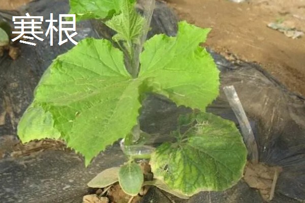 黄瓜苗期容易出现什么情况,常见寒根、沤根、闪苗等问题
