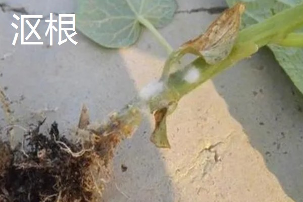 黄瓜苗期容易出现什么情况,常见寒根、沤根、闪苗等问题