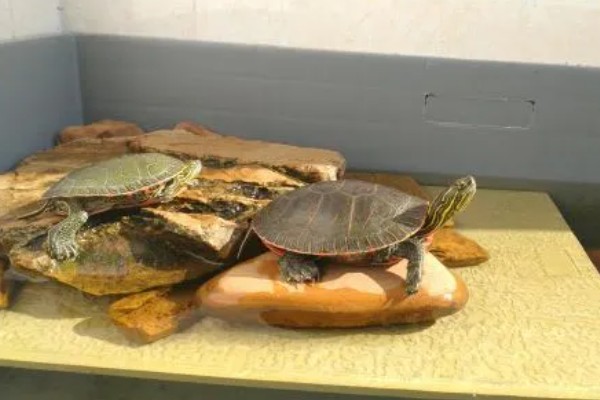 西部锦龟怎么养，可以吃肉类也可以吃素食