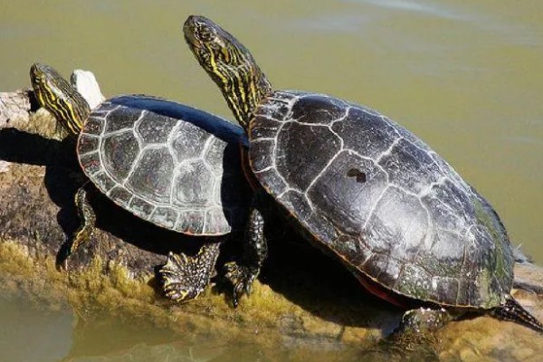 西部锦龟怎么养，可以吃肉类也可以吃素食