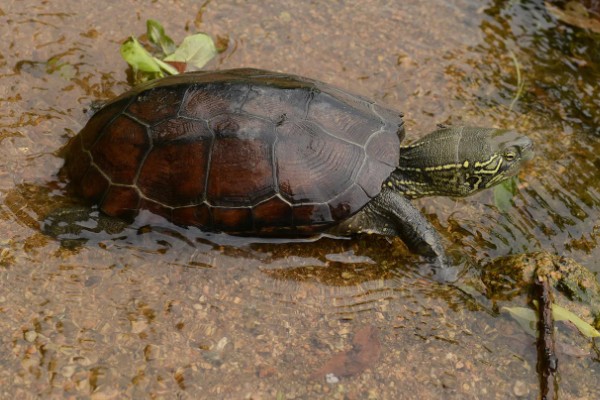 西部锦龟怎么养，可以吃肉类也可以吃素食