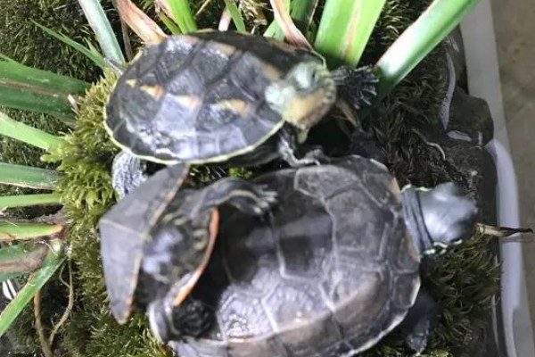 西部锦龟怎么养，可以吃肉类也可以吃素食