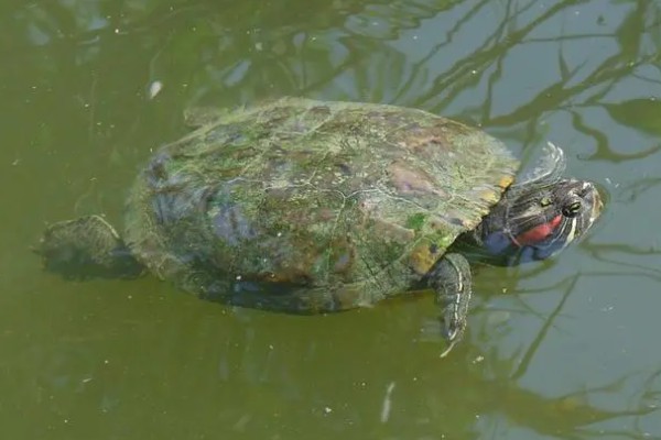西部锦龟怎么养，可以吃肉类也可以吃素食