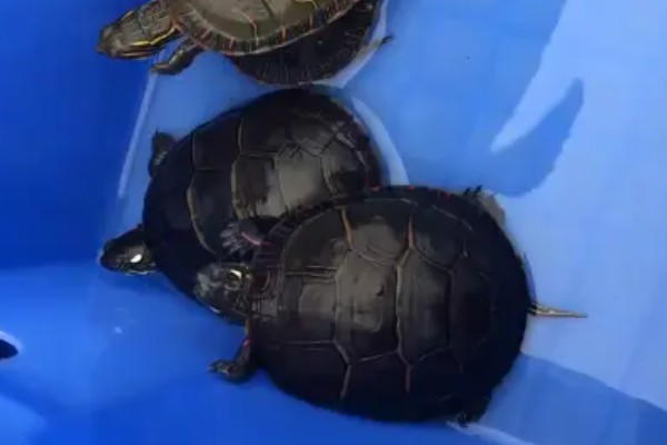 西部锦龟怎么养，可以吃肉类也可以吃素食