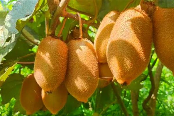 湖南湘西州古丈县的特产,糯米腌酸鱼是待客的上乘佳肴