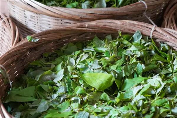 湖南湘西州古丈县的特产,糯米腌酸鱼是待客的上乘佳肴