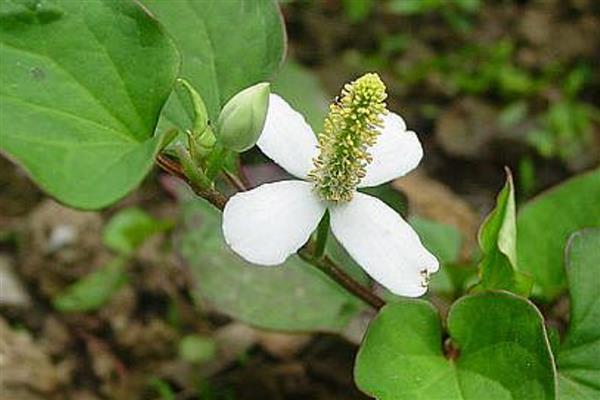 湖南湘西州古丈县的特产,糯米腌酸鱼是待客的上乘佳肴