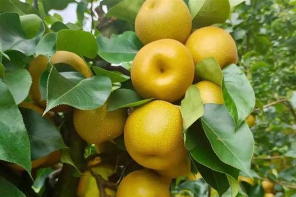 湖南湘西州古丈县的特产,糯米腌酸鱼是待客的上乘佳肴