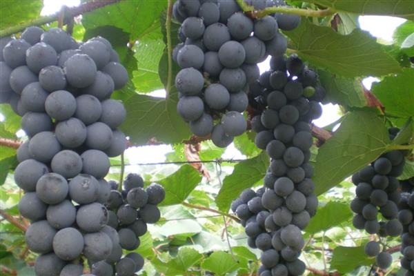 湖南湘西州古丈县的特产,糯米腌酸鱼是待客的上乘佳肴