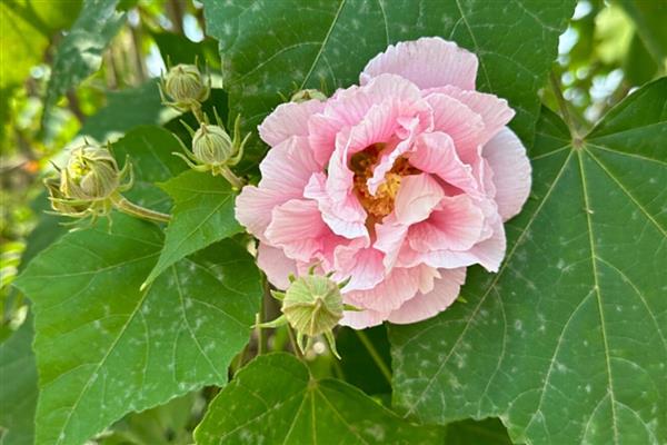 为什么芙蓉花叶子发黄,可能是水分过多所致