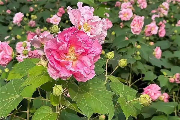 为什么芙蓉花叶子发黄,可能是水分过多所致