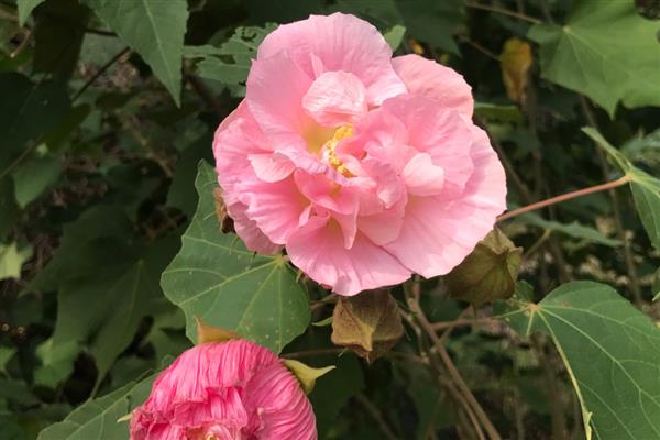 为什么芙蓉花叶子发黄,可能是水分过多所致