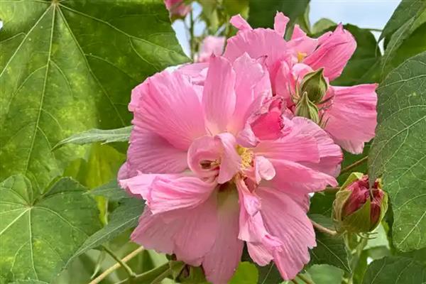 为什么芙蓉花叶子发黄,可能是水分过多所致