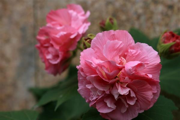 为什么芙蓉花叶子发黄,可能是水分过多所致