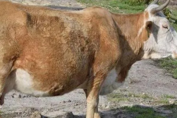 母牛临产前会不会反刍,反刍属于正常的生理活动