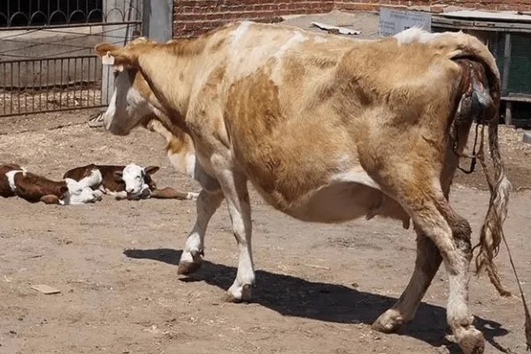 母牛临产前会不会反刍,反刍属于正常的生理活动