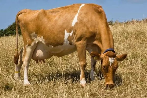 母牛临产前会不会反刍,反刍属于正常的生理活动