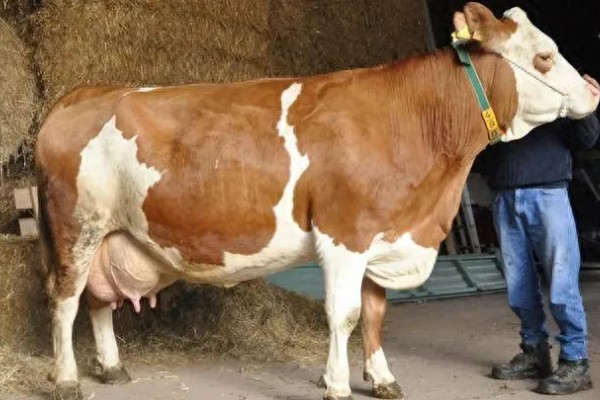 母牛临产前会不会反刍,反刍属于正常的生理活动