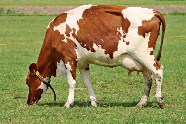 母牛临产前会不会反刍,反刍属于正常的生理活动