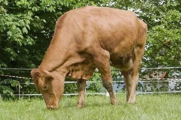 母牛临产前会不会反刍,反刍属于正常的生理活动