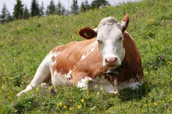 母牛临产前会不会反刍,反刍属于正常的生理活动