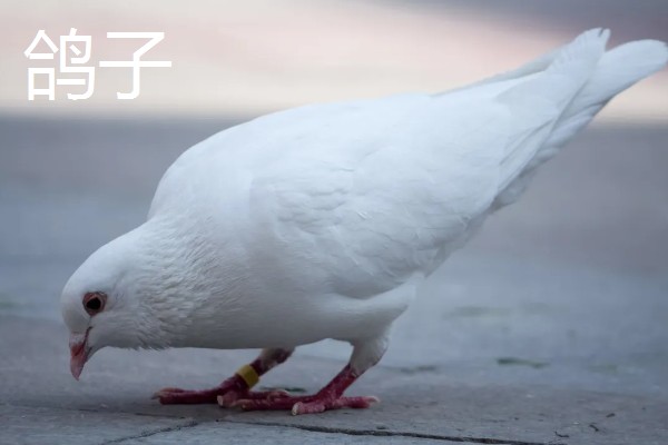 鹌鹑和鸽子的区别，科属和形态均不同