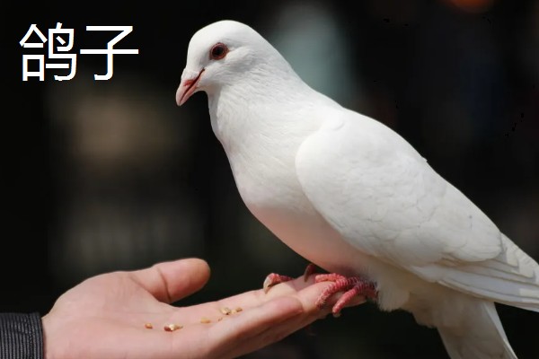 鹌鹑和鸽子的区别，科属和形态均不同