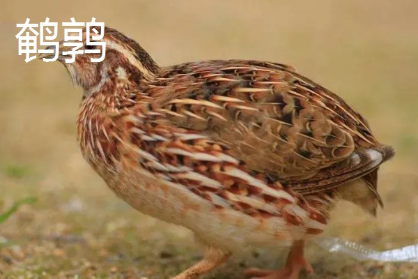 鹌鹑和鸽子的区别，科属和形态均不同