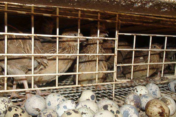 鹌鹑和鸽子的区别，科属和形态均不同