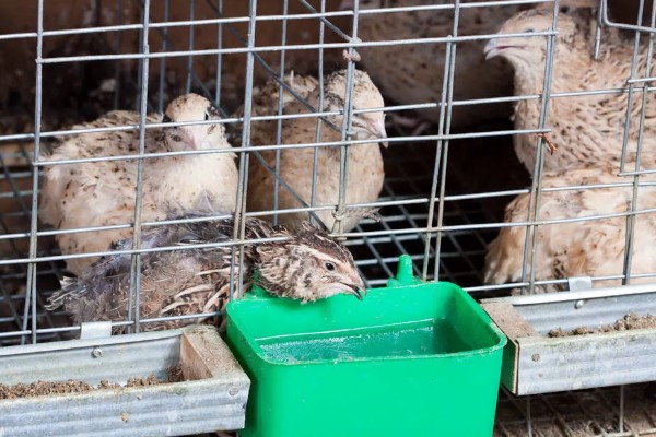 鹌鹑和鸽子的区别，科属和形态均不同