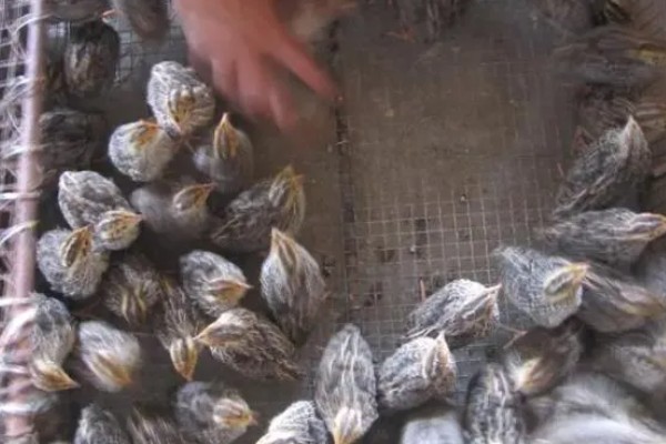 鹌鹑和鸽子的区别，科属和形态均不同